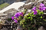 43 Primula di Lombardia (Primula glaucescens)